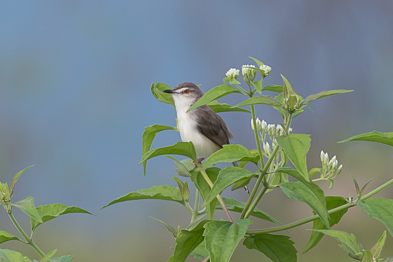 Witteugelprinia